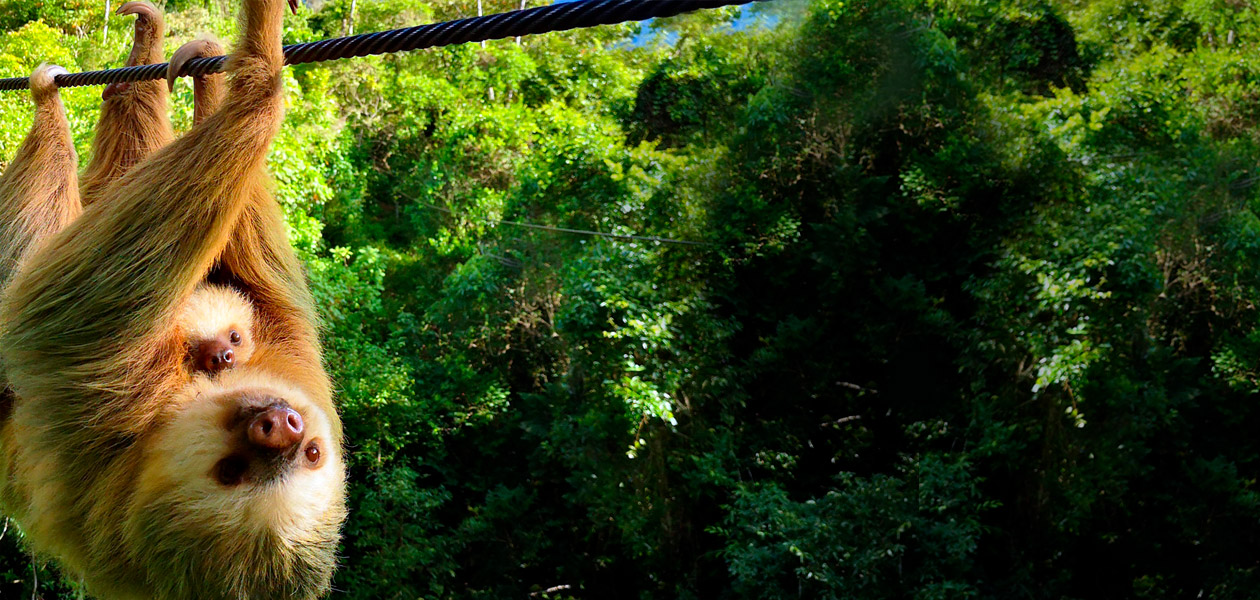 la carpintera canopy tour